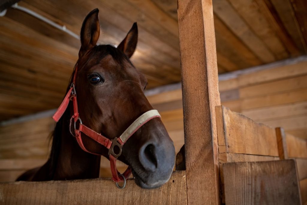 Arizona Downs Donates $1,000 To Turf Paradise Race Horse Feed Angels