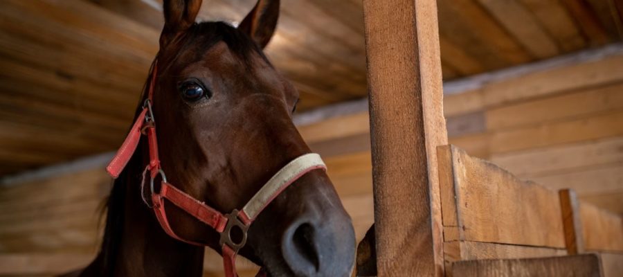 Arizona Downs Donates $1,000 To Turf Paradise Race Horse Feed Angels